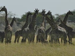 Western_Corridor_(Kirawira)2003-117